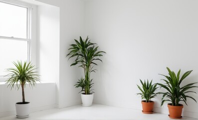Fototapeta premium Four potted plants, two windows, minimalist white room, with a wooden floor...Concept: Interior, design, plant setting, natural.