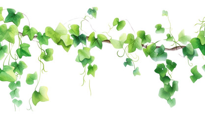 PNG  Vine backgrounds nature plant.