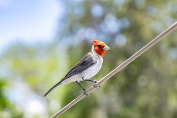 The red-crested cardinal (Paroaria coronata) is a passerine bird in the tanager family Thraupidae. Battleship Missouri Memorial, Pearl Harbo, Honoulu Oahu, Hawaii
