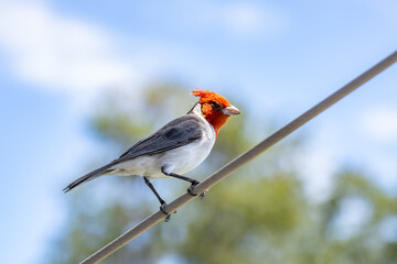 The red-crested cardinal (Paroaria coronata) is a passerine bird in the tanager family Thraupidae. Battleship Missouri Memorial, Pearl Harbo, Honoulu Oahu, Hawaii
