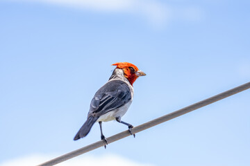 The red-crested cardinal (Paroaria coronata) is a passerine bird in the tanager family Thraupidae. Battleship Missouri Memorial, Pearl Harbo, Honoulu Oahu, Hawaii
