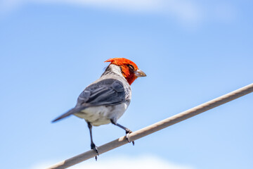 The red-crested cardinal (Paroaria coronata) is a passerine bird in the tanager family Thraupidae. Battleship Missouri Memorial, Pearl Harbo, Honoulu Oahu, Hawaii
