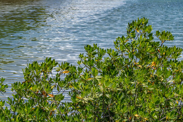 Rhizophora mangle, also known as the red mangrove, is a salt-tolerant, small-to-medium sized evergreen tree restricted to coastal. Battleship Missouri Memorial, Pearl Harbo, Honoulu Oahu, Hawaii
