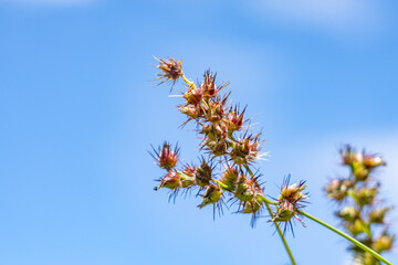 Cenchrus echinatus is a species of grass, southern sandbur, spiny sandbur, southern sandspur, and in Australia, Mossman River grass.  Battleship Missouri Memorial, Pearl Harbo, Honoulu Oahu, Hawaii

