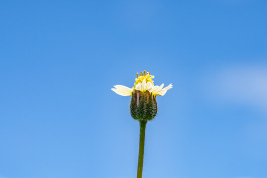 Tridax procumbens, commonly known as coatbuttons or tridax daisy, is a species of flowering plant in the family Asteraceae. Battleship Missouri Memorial, Pearl Harbo, Honoulu Oahu, Hawaii
