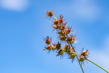 Cenchrus echinatus is a species of grass, southern sandbur, spiny sandbur, southern sandspur, and in Australia, Mossman River grass.  Battleship Missouri Memorial, Pearl Harbo, Honoulu Oahu, Hawaii

