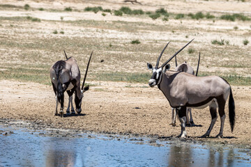 South Africa, Botswana, Kgalagadi Transfrontier Park, Gemsbok (Oryx gazella)