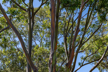 Eucalyptus deglupta is a species of tall tree,  rainbow eucalyptus, Mindanao gum, or rainbow gum. Dole Plantation, Honolulu, Oahu, Hawaii