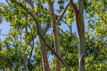Eucalyptus deglupta is a species of tall tree,  rainbow eucalyptus, Mindanao gum, or rainbow gum. Dole Plantation, Honolulu, Oahu, Hawaii