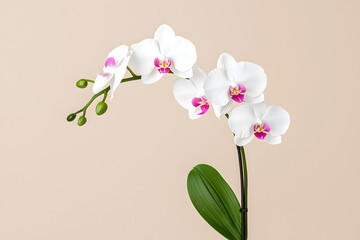 White Orchid flower isolated on background
