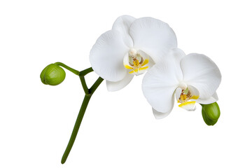 White Orchid flower isolated on background
