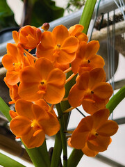 Bouquet Blooming orchid.A hybrid between Vanda and ascocenda orange species,