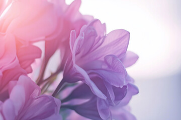 Close-up of delicate purple flowers with soft lighting, creating a serene and dreamy atmosphere