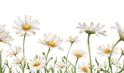 Fototapeta premium PNG Daisy daisy backgrounds flower.