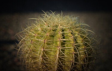 Cactus plant Cactus plant with their large defensive thorns and spikes living in dry areas and tropical climates