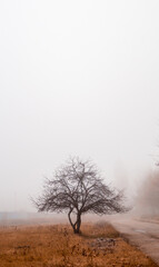 A single tree in the fog
