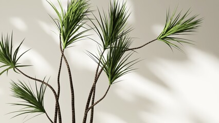 Dracaena dragon tree in dappled sunlight, shadow on cream white wall for luxury organic cosmetic, skincare, body care, beauty product background, interior design decoration 3D