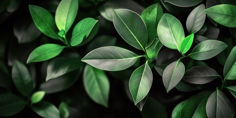 Nature, lush green leaves, high-resolution botanical background, fresh vibrant foliage with dark shadows