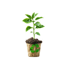 Young Plant in Recycled Paper Pot with Recycle Symbol