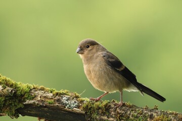 A young bullfinch sits on a branch covered in green moss. Pyrrhula pyrrhula.