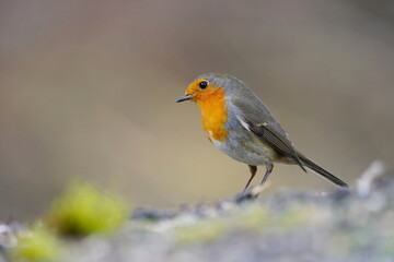 A european robin sits on the ground. Portrait of a cute redbreast. Erithacus rubecula