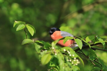 A male eurasian  bullfinch sits on flowering shrub.  Pyrrhula pyrrhula. Portrait of finch in the nature habitat. 