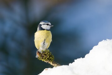 A cute blue tit sits on a nice branch, blue sky in the background. Cyanistes caeruleus. Portrait of a titmouse. 