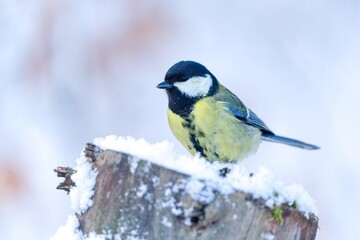 A titmouse sits on tree stump in winter. Winter scene with a beautiful great tit. Parus major. 