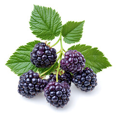 Fototapeta premium Black berry Marionberry, isolated on a white background