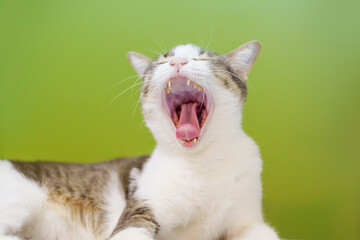 Oral health of cats. Gingivitis, prevention and treatment from veterinarians.