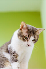 A curious tabby cat is looking for a toy. Indoor cat behavior.