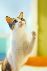 A playful tabby cat is reaching for a toy.