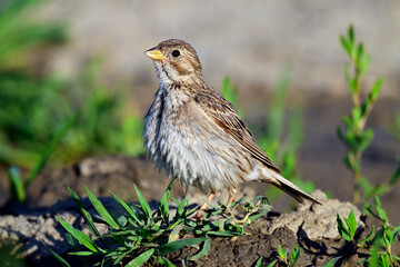 Grauammer - Weibchen // Corn Bunting  - female (Emberiza calandra)