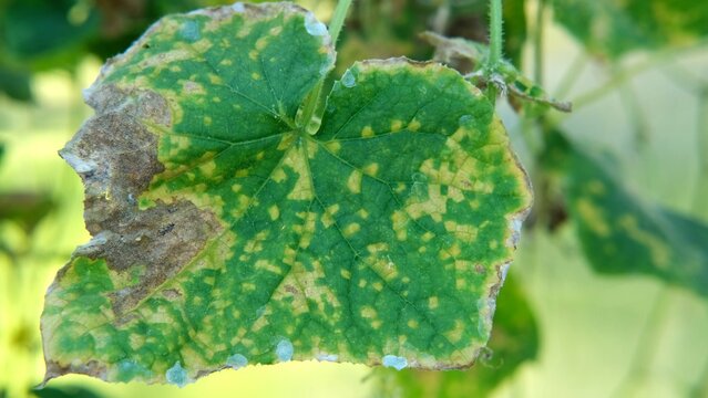 Diseased cucumber leaf affected by tobacco mosaic virus or other fungal infections. Peronosporaceae, Erysiphales, Sclerotinia sclerotiorum, Botrytis, Sclerotinia, Apiognomonia errabunda, Phytophthora