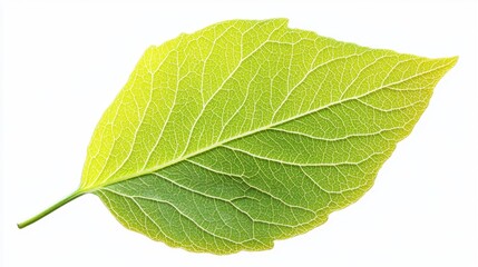 Obraz premium Single Green Leaf with Detailed Veins