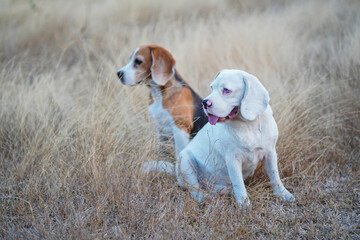 A cute white fur beagle dog and a tri-color beagle are sitting on the meadow in the evening. © kobkik