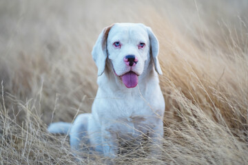 A cute white fur beagle dog sits on the meadow in the evening. © kobkik