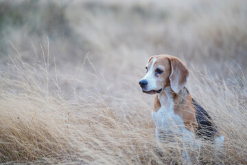 A cute  beagle dog sits on the meadow in the evening. © kobkik