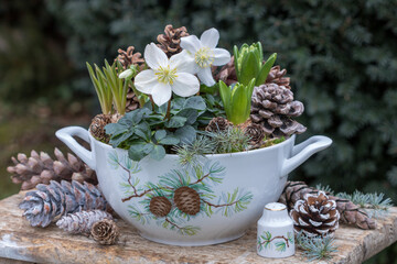 Christrosen (Helleborus niger), Hyazinthen und Zapfen in Suppenterrine im Wintergarten