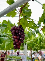 red wine grapes