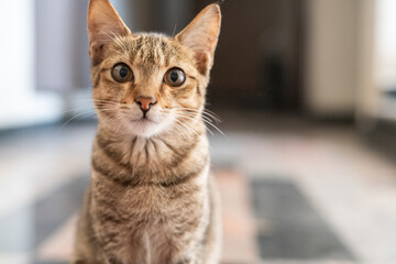 Close up of a cat staring at the camera