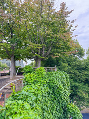 A vertical shot of a tree with green leaves in a park under a cloudy sky