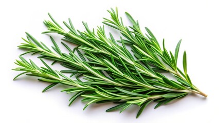 Fototapeta premium Fresh rosemary leaves arranged on a plain white background, showcasing their vibrant green color and delicate texture