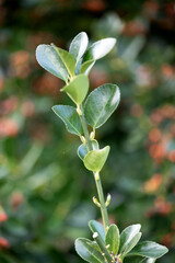 Young Japanese birch bark escape close-up