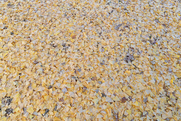 地面に落ちたイチョウの葉　曇り