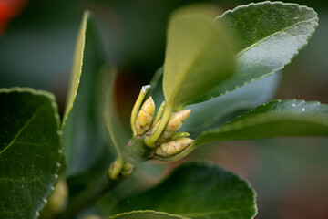 Top of the shoot with Japanese birch bark buds close-up