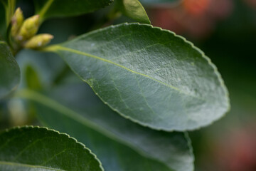 Green leaf and buds of Japanese birch bark in close-up