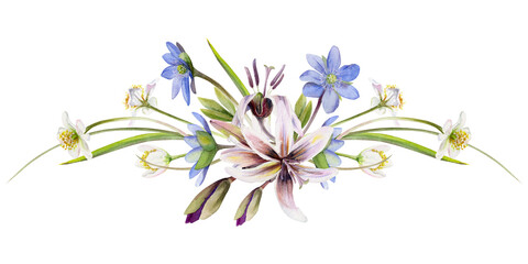 Spring forest flower, white anemone primrose, fawn trout lily, blue hepatica forget-me-not, erythronium isolated botanical illustration hand drawn in watercolor. Florist shop, wedding stationery, gift