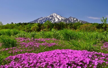 花咲き誇る　利尻島