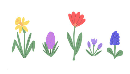 Spring Flowers Collection. Hand Drawn Illustration of Daffodil, Tulip, Muscari and Crocus.